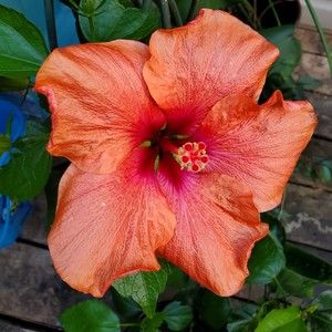 Meet your Posher, Paige